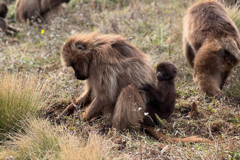 Simien Mountains: 4 Tage Trekking zum Simien Mountains ParkSimien Mountains: 4 Tage Trekking im Simien Mountains Nationalpark