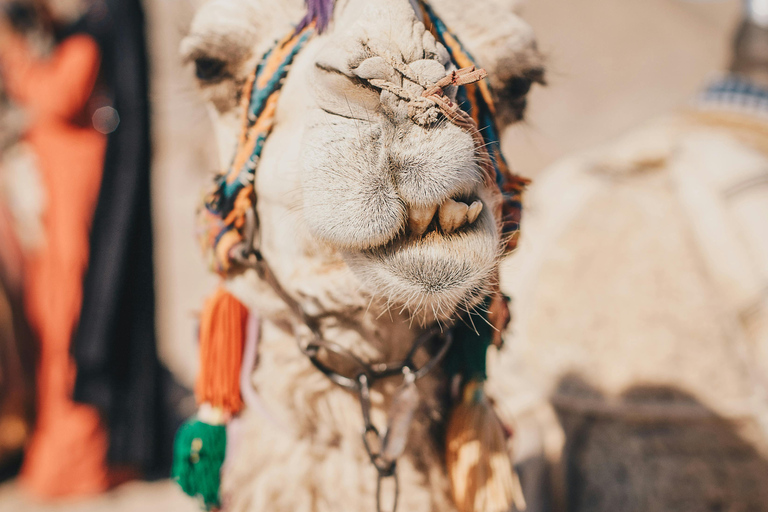 Petra Photography Tour: Capture the Magic with an Expert Shared Group Petra Photography Tour