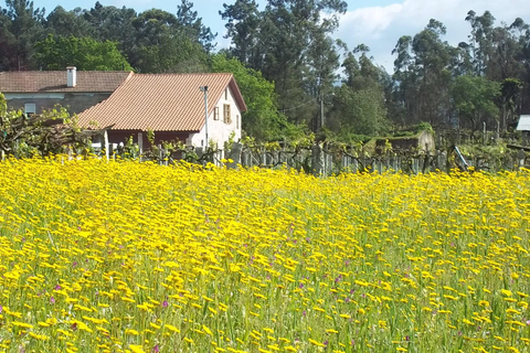 Galicia: Bodega Corisca Winery Tour and Wine Tasting