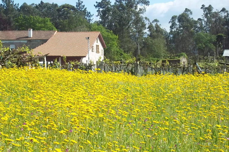 Galicia: Bodega Corisca Winery Tour and Wine Tasting