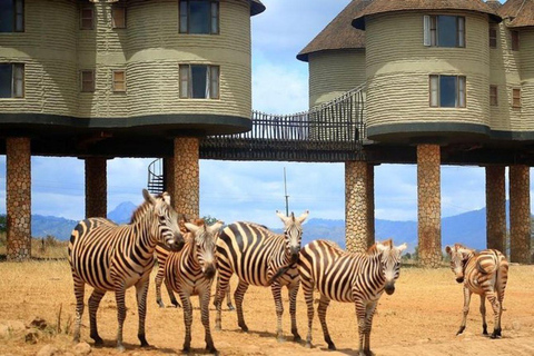 4 days Tsavo East, Amboseli and saltlick lodge safari