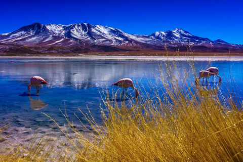 Salar de Uyuni - Tour Lagunas de Colores - 3 Días/2 Noches