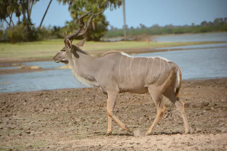 D As De Parque Nacional Mikumi A Selous Gr Safari En Barco