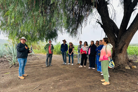 Oaxaca: Barrel-Bus Tour with Pulque, Agave & Mezcal Tastings