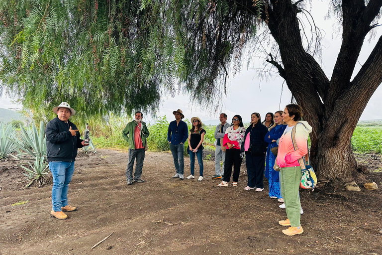 Oaxaca: Barrel-Bus Tour with Pulque, Agave & Mezcal Tastings
