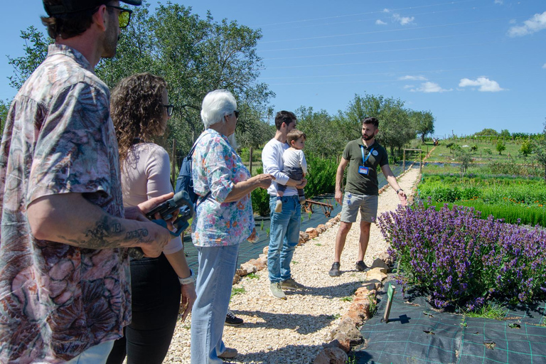 Albufeira: Algarve Traditions & Food Tasting pick up Albufeira: Algarve Traditions & Food Tasting