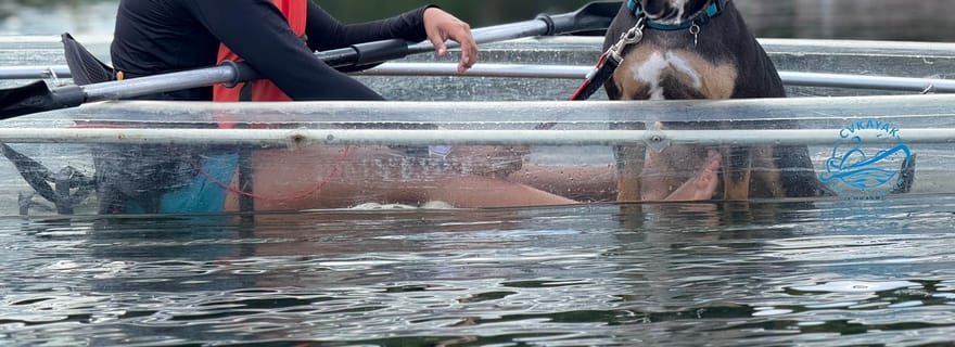 Orlando : pagayez avec votre chiot au paradis