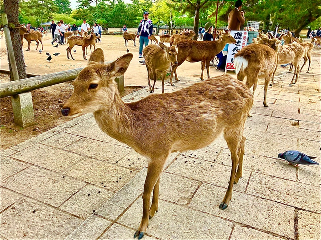 Nara Private Tour from Osaka with a national licensed guide