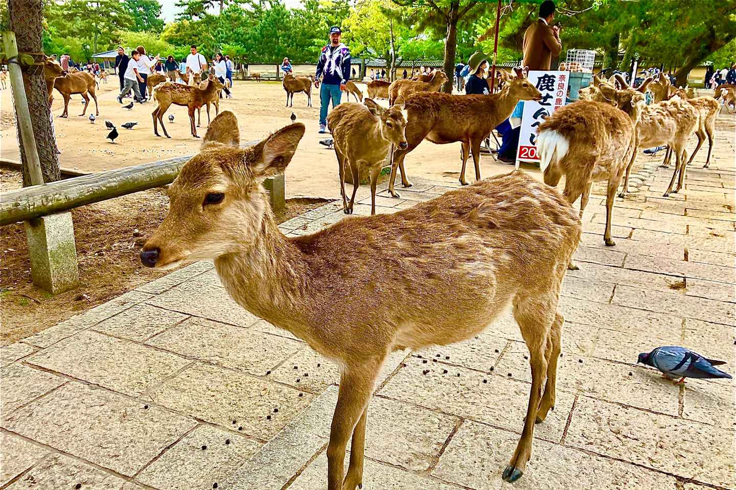 Nara Private Tour from Osaka with a national licensed guide - Nara Private Tour from Osaka with a national licensed guide