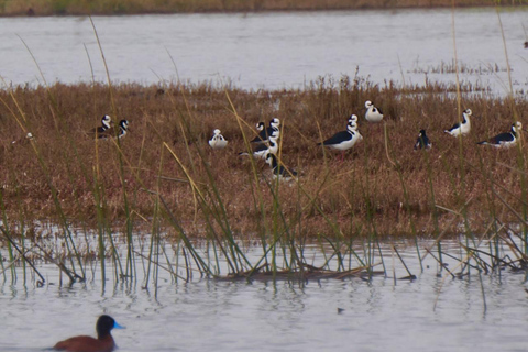 Bird Watching Mantagua Wetland&Penguins Cachagua Island STGO