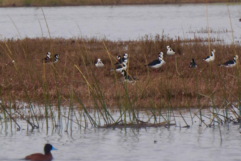 Bird Watching Mantagua Wetland&Penguins Cachagua Island STGO