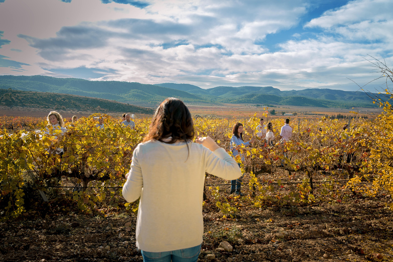 Wine tasting in the best winery in Spain from AlicanteWine tasting in the best winery in Spain