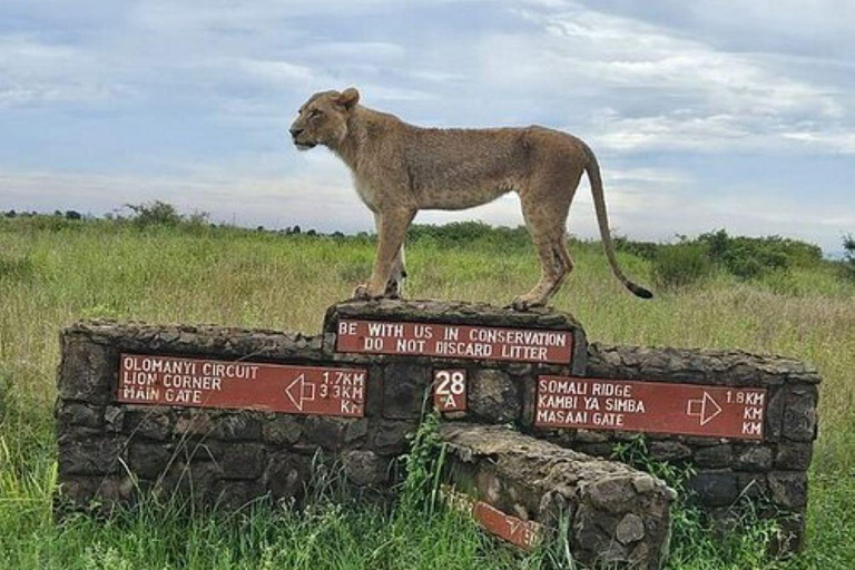 Nairobi National Park Safari, Baby Elephants & Giraffes Nairobi National Park Safari, Baby Elephants & Giraffes