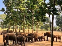 Da, Galle/Mirissa Transfer a Ella con Udawalawe Safari - Housity