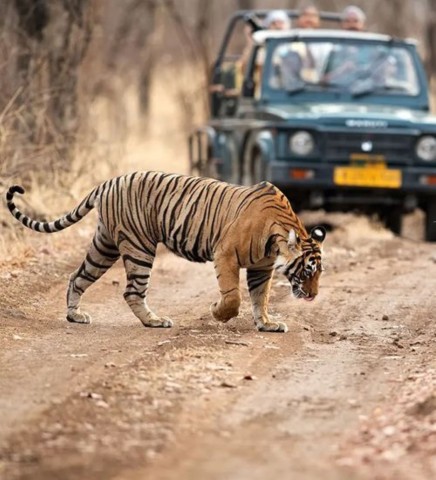Visit Ranthambore WildLife (tiger safari)Full Day Tour From Jaipur in Jaipur