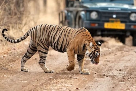 Ranthambore WildLife (safari en tigre)Excursión de un día desde JaipurExcursión de un día a la vida salvaje de Ranthambhore desde Jaipur