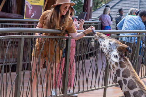 Nairobi Day Trip :Giraffe Centre and Elephant Orphanage Tour