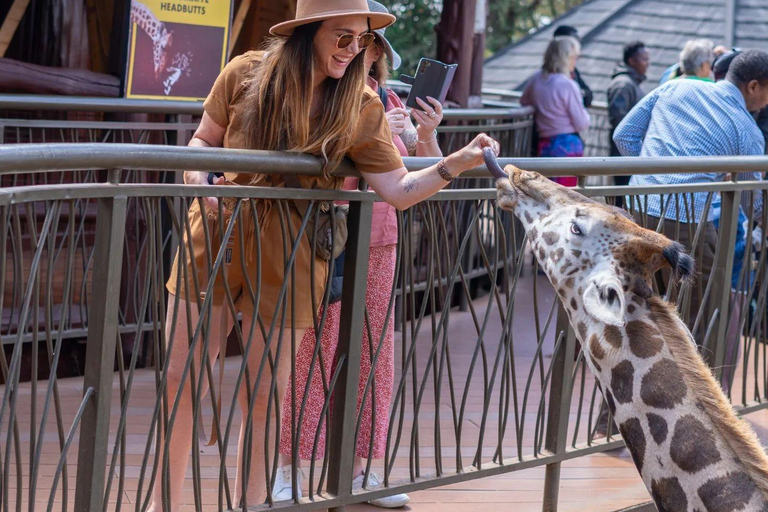 Nairobi Day Trip :Giraffe Centre and Elephant Orphanage Tour