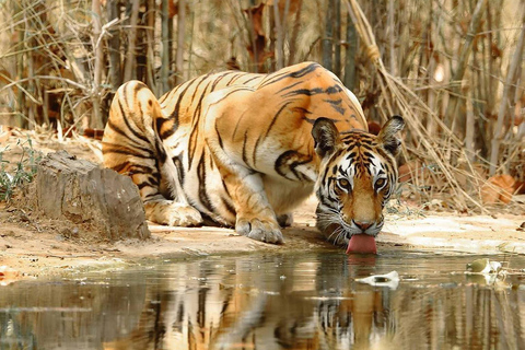 Au départ d&#039;Agra : Circuit de 5 jours au Rajasthan avec Ranthambore