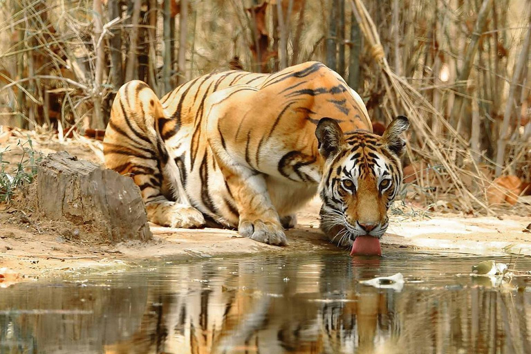 Au départ d&#039;Agra : Circuit de 5 jours au Rajasthan avec Ranthambore