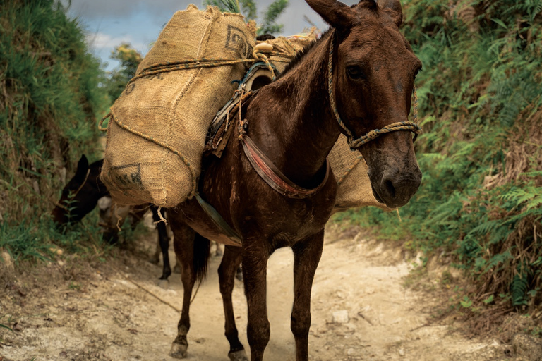 Zaginione Miasto 4 dni