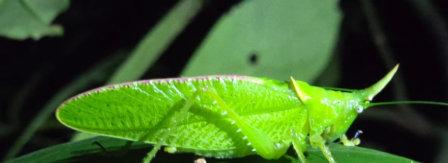 Monteverde : promenade nocturne avec guide et lampes de poche