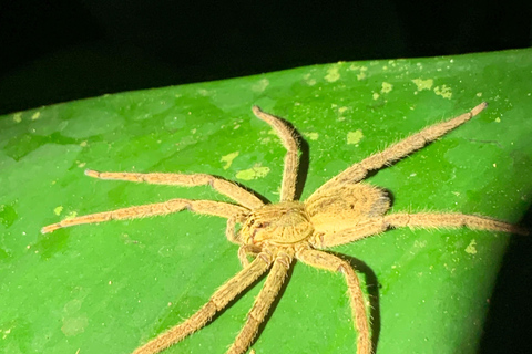 La Fortuna: tour notturno del Rio Habana con guida