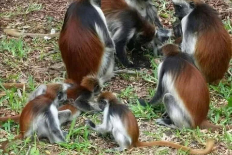 ZANZIBAR: Mtende Beach Swim, Jozani Forest & Rock Restaurant PRIVATE TOUR INCLUDES TRANSFER