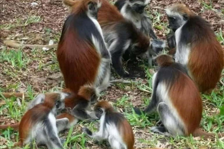 ZANZIBAR: Mtende Beach Swim, Jozani Forest & Rock Restaurant PRIVATE TOUR INCLUDES TRANSFER