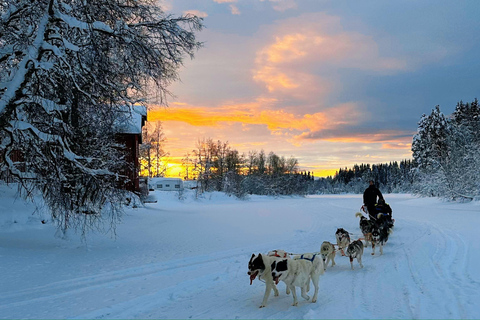 Nordkjosbotn: Dog Sledding and Puppy Visit from Tromsø