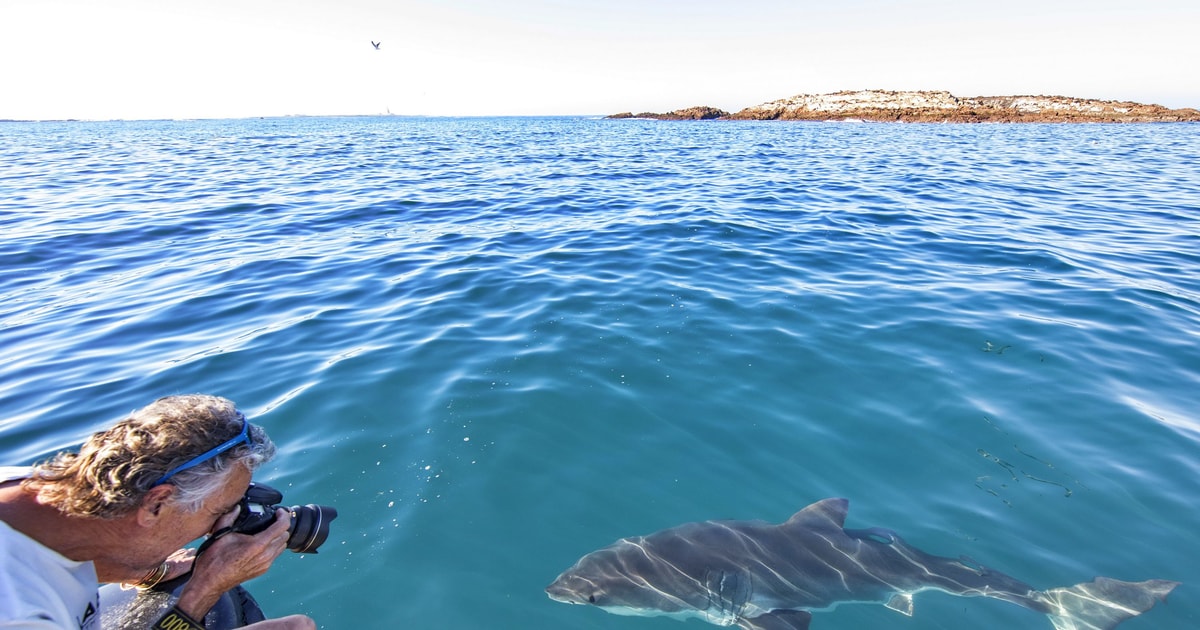 Port Elizabeth: Great White Shark Cage Dive And Cruise 