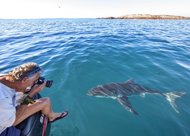 Visit Port Elizabeth, South Africa, Great White shark cage diving in Port Elizabeth