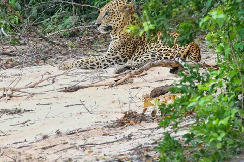 Responsible Wilpattu National Park Jeep Safari from Colombo Wilpattu National Park Half Day Safari from Colombo/Negombo