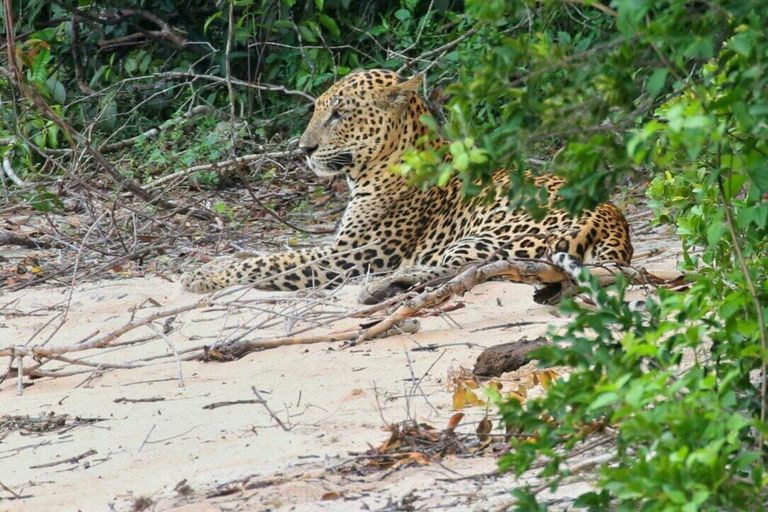 Responsible Wilpattu National Park Jeep Safari from Colombo Wilpattu National Park Half Day Safari from Colombo/Negombo