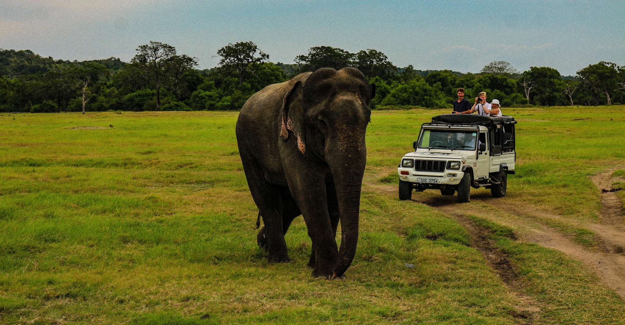 Minneriya Nationalpark-Safari mit Jeep & Eintrittskarte - Hizvo