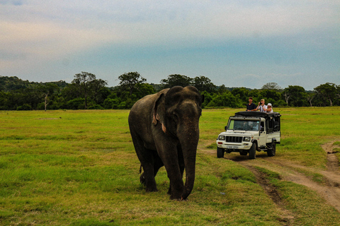 Safari por el Parque Nacional de Minneriya con jeep y ticket de entrada