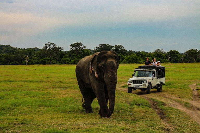 Safari w Parku Narodowym Minneriya z jeepem i biletem wstępu