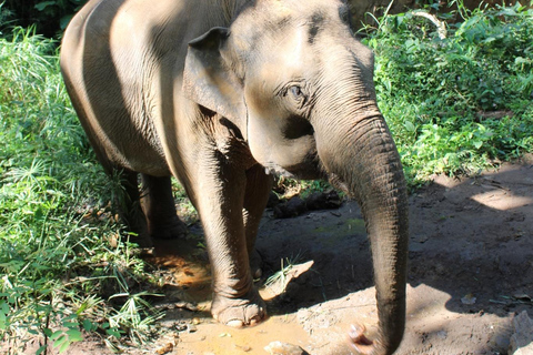 Chiang Mai: Elefanti, cascate e rafting in acque bianche