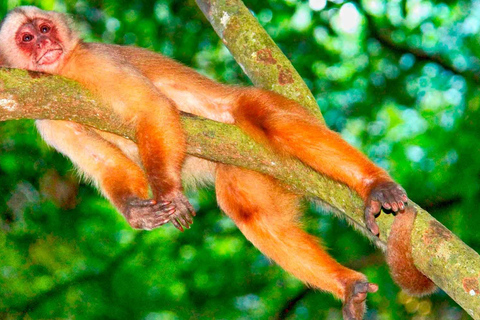 Iquitos: Tour di un giorno dell&#039;Isola delle Scimmie e del Villaggio Nativo