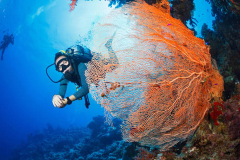 Hurghada: Dive Experience for Beginners or Certified Divers Full-Day Scuba Diving for Certified Divers