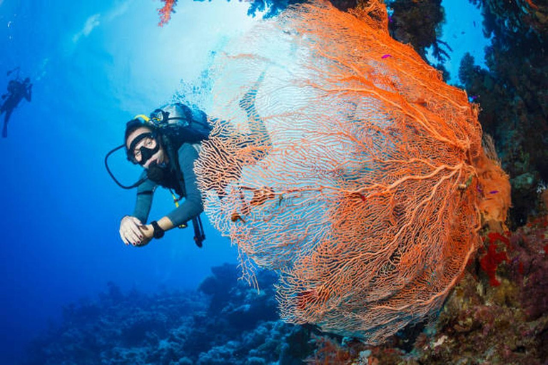 Hurghada: Dive Experience for Beginners or Certified Divers Full-Day Scuba Diving for Certified Divers