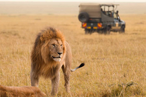 Masai Mara : 3 jours et 2 nuits en groupe avec une jeep 4x4Masai Mara : 3 jours et 2 nuits en 4x4 Landcruiser