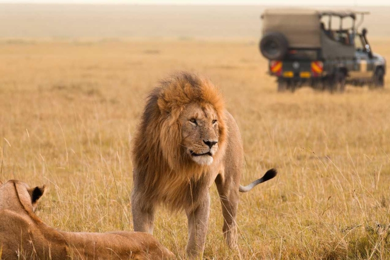 Masai Mara:3 Tage 2 Nächte Gruppenreise mit einem 4x4 JeepMasai Mara: 3 Tage 2 Nächte mit einem 4x4 Landcruiser