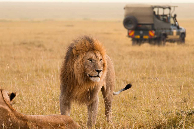 Masai Mara : 3 jours et 2 nuits en groupe avec une jeep 4x4Masai Mara : 3 jours et 2 nuits en 4x4 Landcruiser