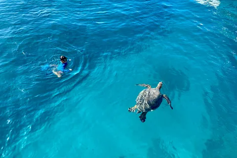 Waikiki: Snorkeling con le tartarughe marine, tour per piccoli gruppi in barca