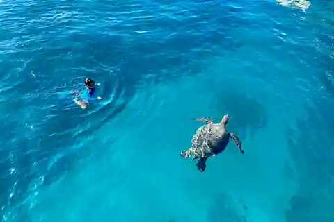 Waikiki: Sea Turtle Snorkeling, Small Group Boat Tour
