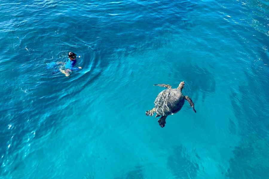 Waikiki: Meeresschildkröten-Schnorcheln, Kleingruppentour mit dem Boot. Foto: GetYourGuide