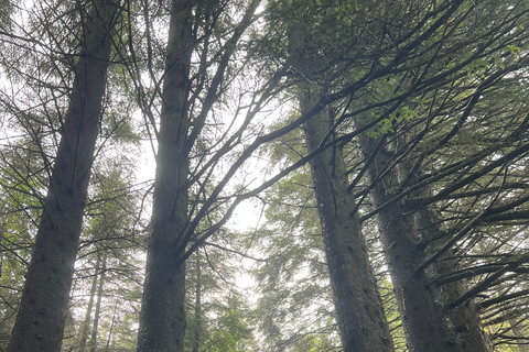 BERGEN I Fløyen Activo - Naturaleza Mágica - Excursión de senderismo