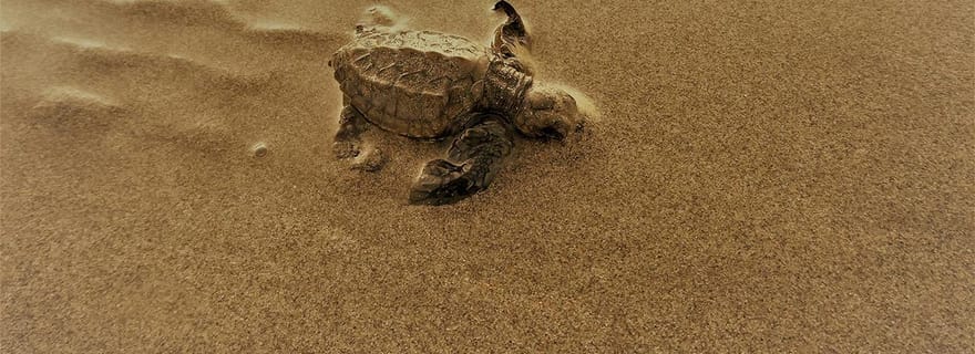 Île de Mafia : visite guidée pour observer l'éclosion des œufs de tortues