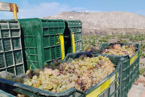Santorini: Vineyard Tour with Wine Tasting and Local Bites Private Wine Tour